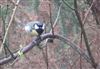 Photo of Great Tit at Hammersmith, London. Taken by Paul Boult on 15th January 2026.