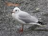 Photo of Black-headed Gull at Southwark Park, London. Taken by Paul Boult on 6th January 2026.