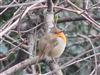 Photo of Robin at Southwark Park, London. Taken by Paul Boult on 6th January 2026.
