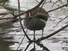 Photo of Moorhen at Southwark Park, London. Taken by Paul Boult on 6th January 2026.