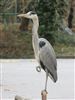 Photo of Grey Heron at Southwark Park, London. Taken by Paul Boult on 6th January 2026.