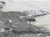 Photo of Herring Gull at Southwark Park, London. Taken by Paul Boult on 6th January 2026.