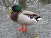 Photo of Mallard at Southwark Park, London. Taken by Paul Boult on 6th January 2026.