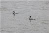 Photo of Cormorant at Southwark Park, London. Taken by Paul Boult on 6th January 2026.