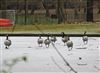 Photo of Canada Goose at Southwark Park, London. Taken by Paul Boult on 6th January 2026.
