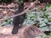 Photo of Blackbird at Burgess Park, London. Taken by Paul Boult on 26th February 2026.