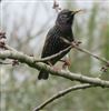 Photo of Starling at Burgess Park, London. Taken by Paul Boult on 26th February 2026.
