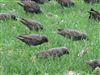 Photo of Starling at Burgess Park, London. Taken by Paul Boult on 26th February 2026.