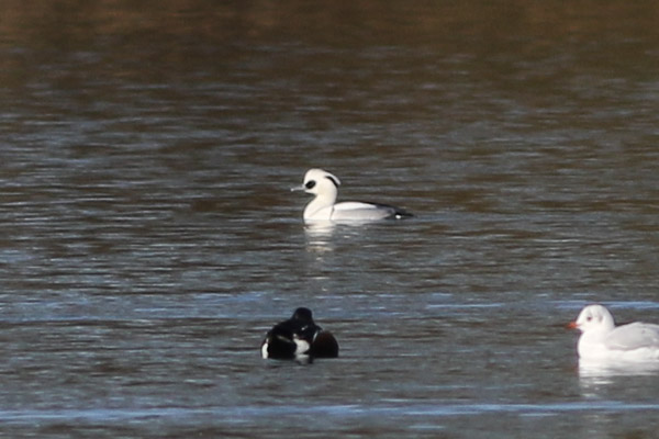 Smew