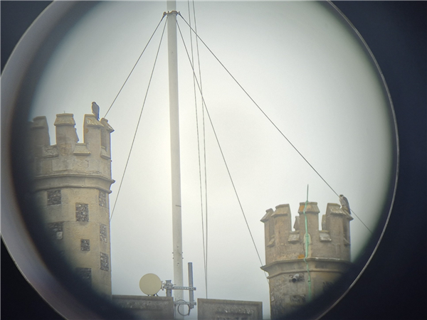 Photo of Peregrine at Henley-on-Thames, Oxfordshire. Taken by Michael Hubbard on 7th June 2026.