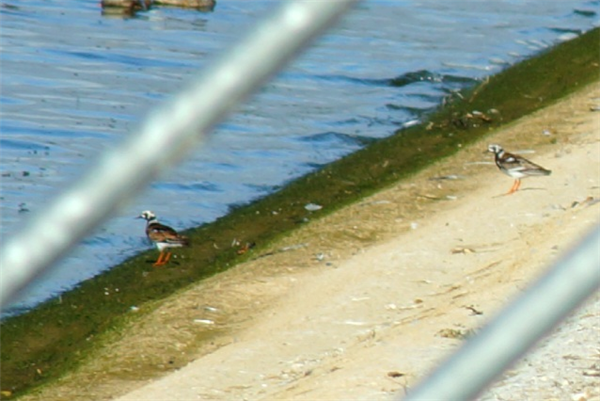 Photo of Turnstone at Farmoor Reservoir: Causeway, Oxfordshire. Taken by Will Scarratt on 30th July 2026.