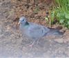 Rock Dove / Feral Pigeon