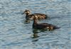 Velvet Scoter