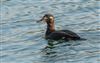 Velvet Scoter