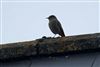 Black Redstart