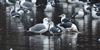 Caspian Gull