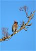 Waxwing