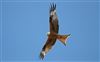 Red Kite