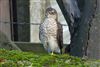 Sparrowhawk