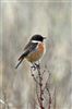 Stonechat