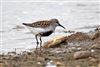 Dunlin