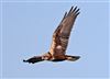 Marsh Harrier