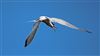 Common Tern