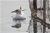 Gannet