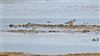 Grey Plover