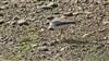 Little Ringed Plover