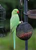 Ring-necked Parakeet