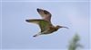 Curlew