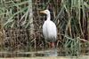 Great White Egret