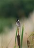 Reed Bunting