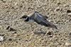 Little Ringed Plover