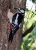 Great Spotted Woodpecker