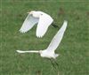 Cattle Egret