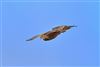 Short-eared Owl