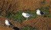 Caspian Gull