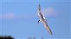 Common Tern