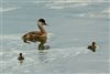 Red-crested Pochard