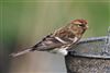 Lesser Redpoll