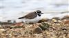 Little Ringed Plover