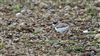 Little Ringed Plover