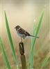 Reed Bunting