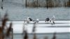 Yellow-legged Gull