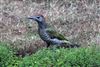 Green Woodpecker