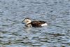 Long-tailed Duck