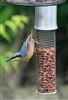 Nuthatch