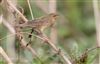 Grasshopper Warbler